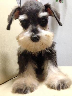 Mini Schnauzer Small Size - Schnauzer Dog