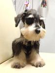 Mini Schnauzer Small Size - Schnauzer Dog