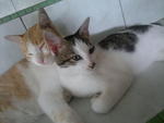 Oyen & Pendek...