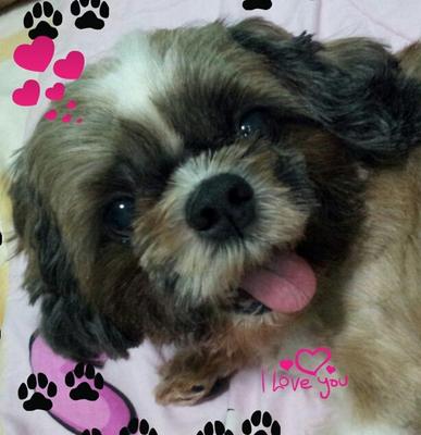 Papi Uncle - Shih Tzu Dog