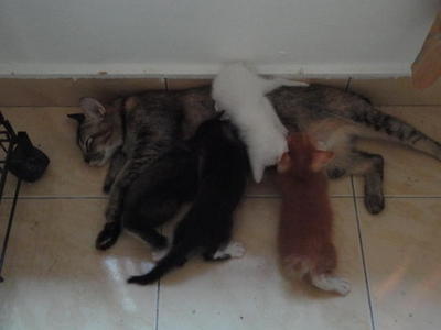 Bobby's 4 Babies - Domestic Short Hair Cat