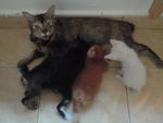 Bobby's 4 Babies - Domestic Short Hair Cat