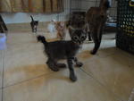 Bobby's 4 Babies - Domestic Short Hair Cat