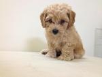 Light Brown Tiny Poodle - Poodle Dog