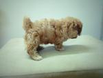 Light Brown Tiny Poodle - Poodle Dog