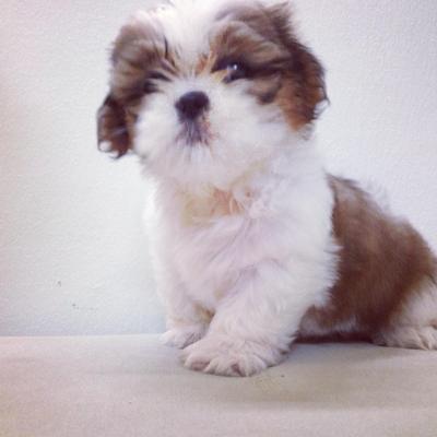 Adorable Shih Tzu Puppy - Shih Tzu Dog