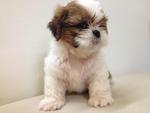 Adorable Shih Tzu Puppy - Shih Tzu Dog