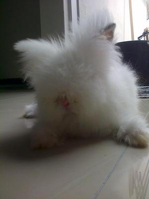 Ciki - Angora Rabbit Rabbit