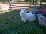 Ciki - Angora Rabbit Rabbit