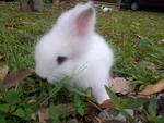 Ciki - Angora Rabbit Rabbit