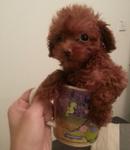 Special Red Tcup Poodle Girl   - Poodle Dog