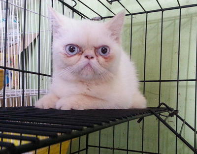 Muar Exotic Short Hair - Exotic Shorthair + British Shorthair Cat