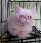 Muar Exotic Short Hair - Exotic Shorthair + British Shorthair Cat