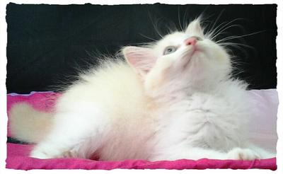 Flame Point Mix Persian - Persian + Domestic Medium Hair Cat