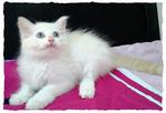 Flame Point Mix Persian - Persian + Domestic Medium Hair Cat