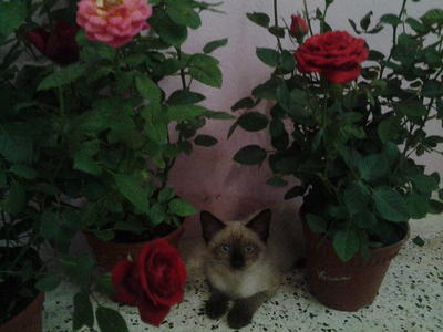 Chiam,, - Birman + Siamese Cat