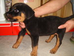 Rott Puppies - Rottweiler Dog