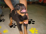 Rott Puppies - Rottweiler Dog