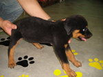 Rott Puppies - Rottweiler Dog