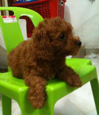 Short Leg Toy Poodle - Poodle Dog