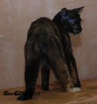 Teja - Domestic Short Hair + Manx Cat