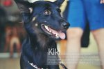 Kiki - German Shepherd Dog Mix Dog