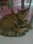 Culat - Domestic Short Hair Cat