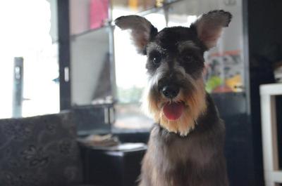 Miniature Schnauzer - Import Line - Schnauzer Dog