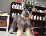 Miniature Schnauzer - Import Line - Schnauzer Dog