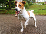 Jack Russell  - Jack Russell Terrier Dog