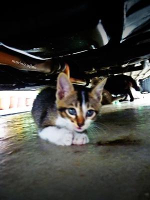 Oggy &amp; Oreo - Domestic Short Hair Cat