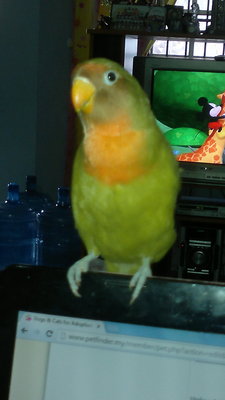 Dinky The Lovebird - Lovebird Bird