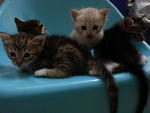 Zara And Kittens - Domestic Short Hair Cat