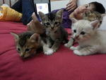 Zara And Kittens - Domestic Short Hair Cat