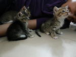 Zara And Kittens - Domestic Short Hair Cat