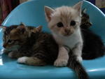 Zara And Kittens - Domestic Short Hair Cat