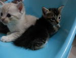 Zara And Kittens - Domestic Short Hair Cat