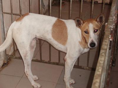 Lengzai - Mixed Breed Dog