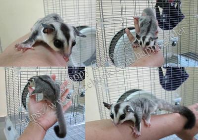 Bane - Sugar Glider Small & Furry