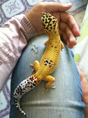 Leopard Gecko  - Gecko Reptile