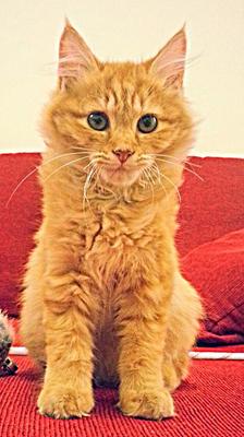 Tabby - Maine Coon Cat