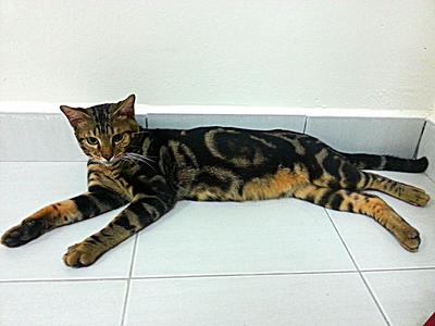 Mojo - Bengal Cat