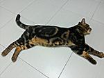 Mojo - Bengal Cat