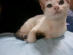 Musang Queen (Mq) - Domestic Short Hair Cat