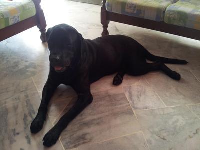 Labro Girl - Labrador Retriever Dog