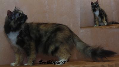 Cally - Domestic Long Hair + Maine Coon Cat