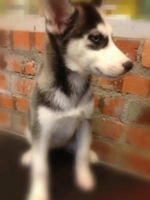 Siberian Husky - Husky Dog