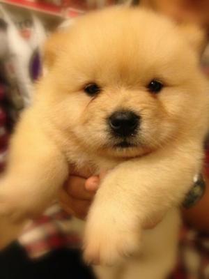 Chow Chow - Chow Chow Dog