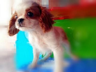 Cavalier King Charles - Cavalier King Charles Spaniel Dog