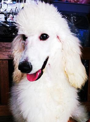 Standard Poodle - Standard Poodle Dog